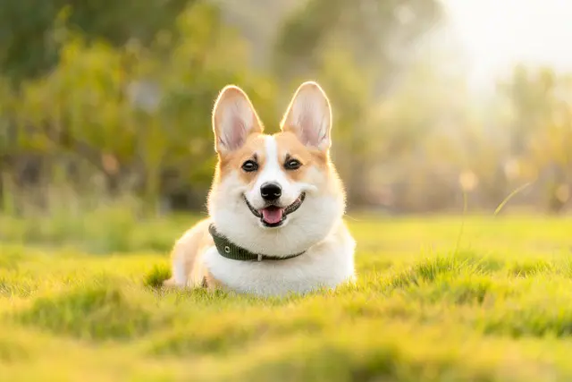 dog 4988985 640